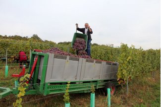vino